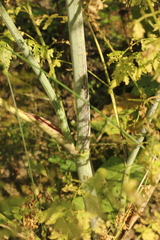 Conium maculatum