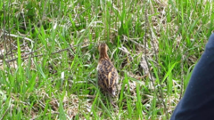 Coturnicops noveboracensis