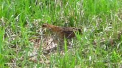 Coturnicops noveboracensis