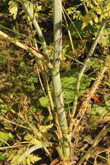 Conium maculatum