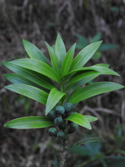 Podocarpus guatemalensis