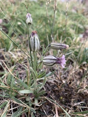 Silene uralensis