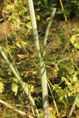 Conium maculatum