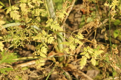 Conium maculatum