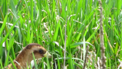 Coturnicops noveboracensis