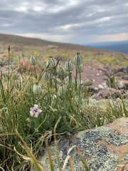 Silene uralensis