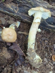 Tricholoma odorum