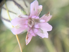 Silene uralensis