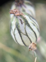 Silene uralensis