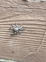 Platycryptus