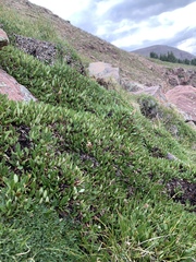 Dryas hookeriana