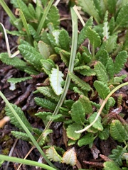 Dryas hookeriana
