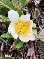 Dryas hookeriana