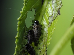 Chrysomela vigintipunctata