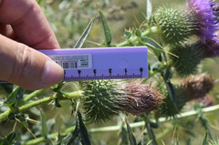 Cirsium serrulatum