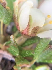 Dryas hookeriana