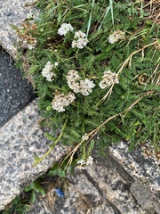 Achillea millefolium