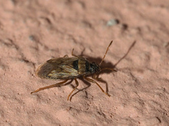 Hyalochilus ovatulus