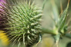 Cirsium serrulatum