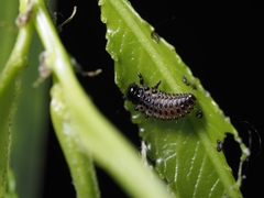 Chrysomela vigintipunctata