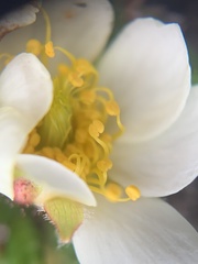 Dryas hookeriana