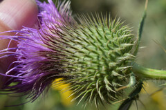 Cirsium serrulatum