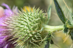 Cirsium serrulatum