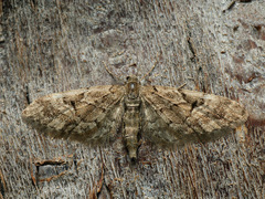 Eupithecia lanceata
