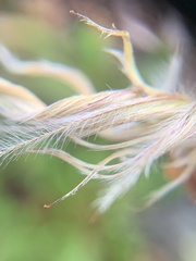 Dryas hookeriana