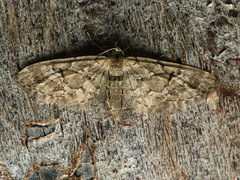 Eupithecia lanceata