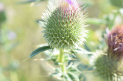 Cirsium serrulatum