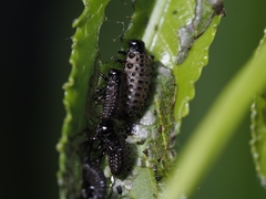 Chrysomela vigintipunctata