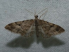 Eupithecia lanceata