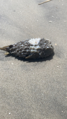 Chilomycterus schoepfii