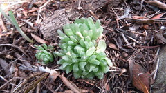 Haworthia cooperi