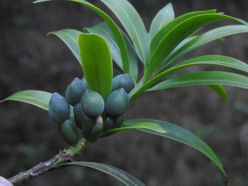 British Honduras yellowwood
