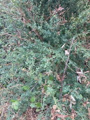 Adenocarpus complicatus