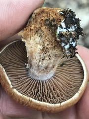 Cortinarius privignoides