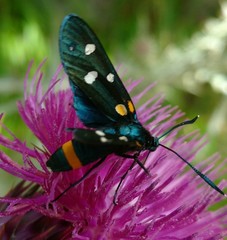 Zygaena ephialtes