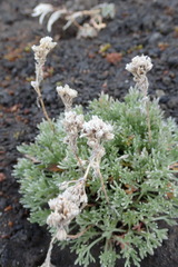 Artemisia glomerata