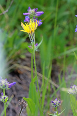 Agoseris glauca glauca