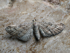 Eupithecia millefoliata