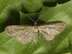 Eupithecia millefoliata