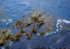 Lessonia tholiformis