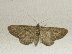 Eupithecia millefoliata