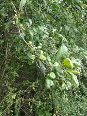 Prunus × fruticans