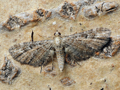 Eupithecia millefoliata
