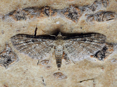 Eupithecia millefoliata