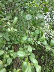 Prunus × fruticans