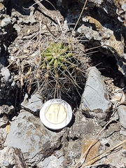Echinocereus viereckii santamariensis